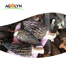 Wholesale Chinese Organic Food Fresh Morel Mushroom
 